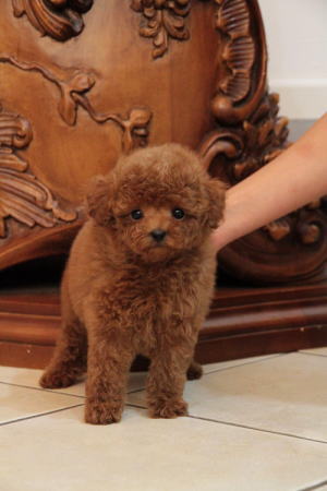 プードル、写真、ティーカップ