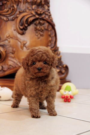 プードル、写真、ティーカップ