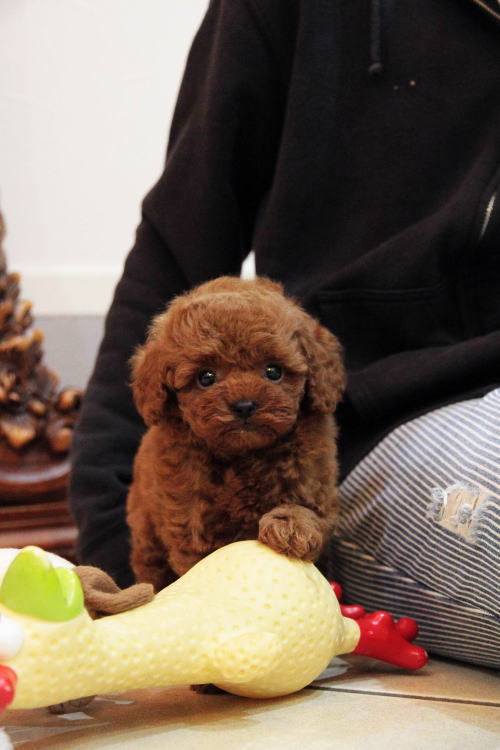 プードル、写真、ティーカップ