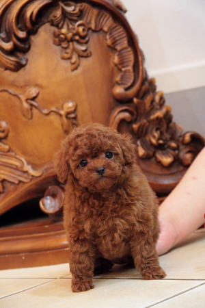 プードル、写真、ティーカップ