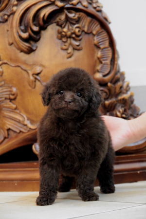 プードル、写真、ティーカップ