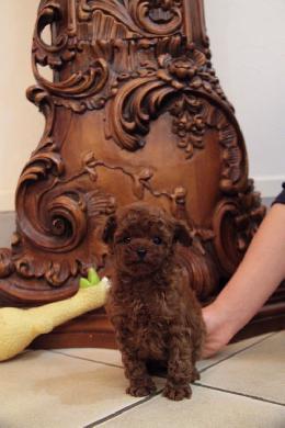 プードル、写真、ティーカップ