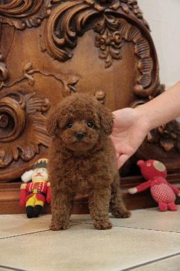 プードル、写真、ティーカップ