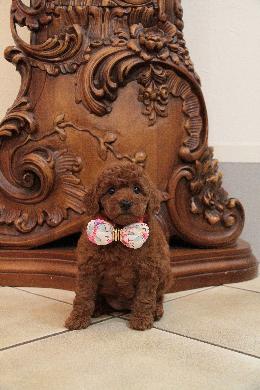 プードル、写真、ティーカップ