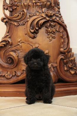 プードル、写真、ティーカップ