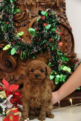 プードル、写真、ティーカップ