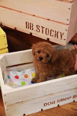 プードル、写真、ティーカップ