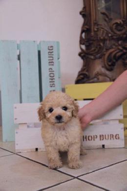 プードル、写真、ティーカップ