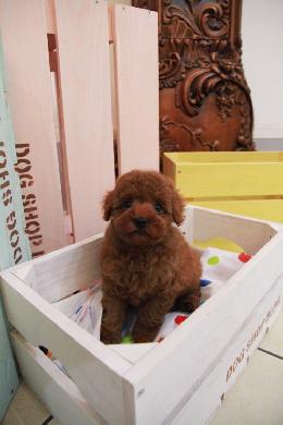 プードル、写真、ティーカップ