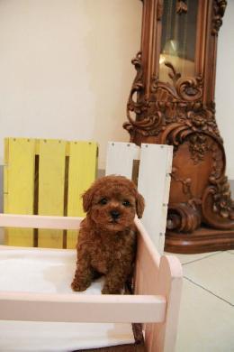 プードル、写真、ティーカップ