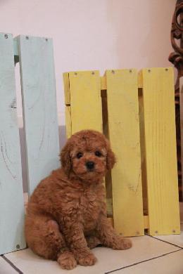 プードル、写真、ティーカップ