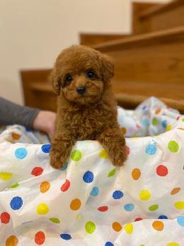 プードル、写真、ティーカップ