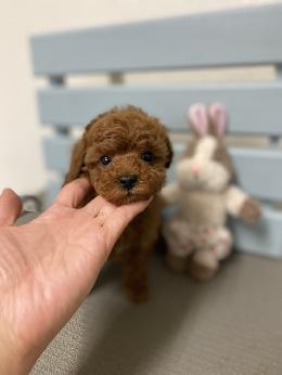 プードル、写真、ティーカップ