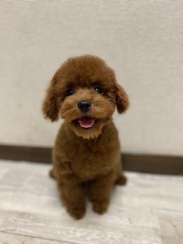 プードル、写真、ティーカップ