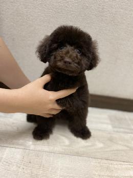 プードル、写真、ティーカップ