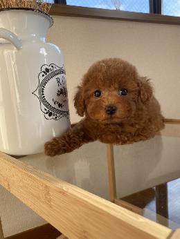 プードル、写真、ティーカップ