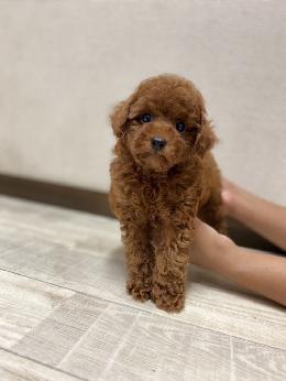 プードル、写真、ティーカップ