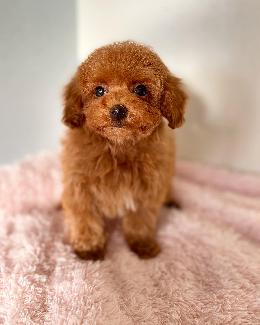 プードル、写真、ティーカップ