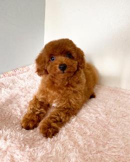 プードル、写真、ティーカップ