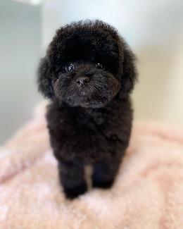 プードル、写真、ティーカップ