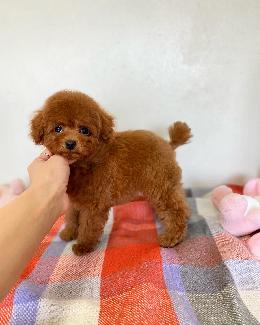 プードル、写真、ティーカップ