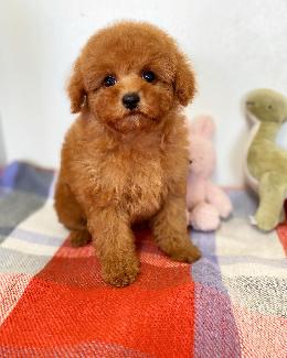 プードル、写真、ティーカップ