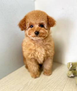 プードル、写真、ティーカップ