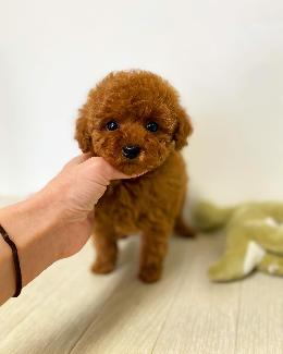 プードル、写真、ティーカップ