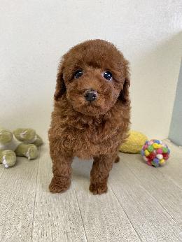 プードル、写真、ティーカップ