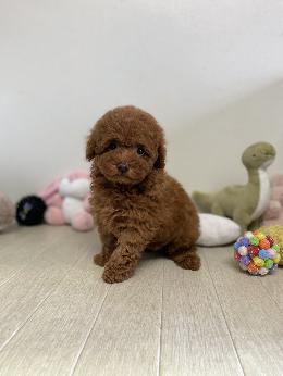 プードル、写真、ティーカップ