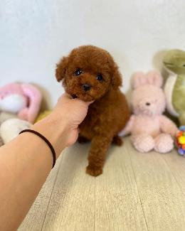 プードル、写真、ティーカップ