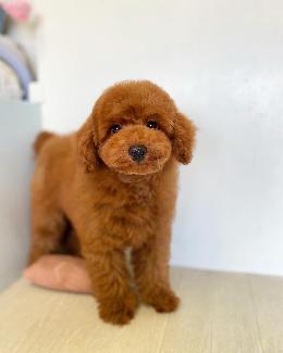 プードル、写真、ティーカップ