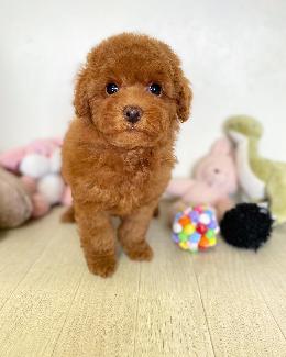 プードル、写真、ティーカップ