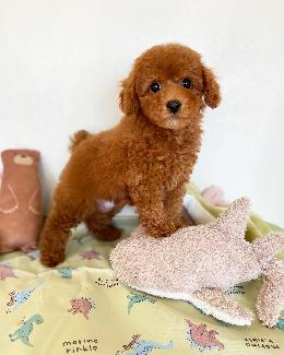 プードル、写真、ティーカップ