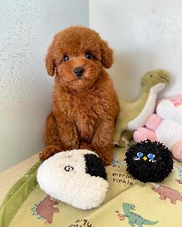 プードル、写真、ティーカップ