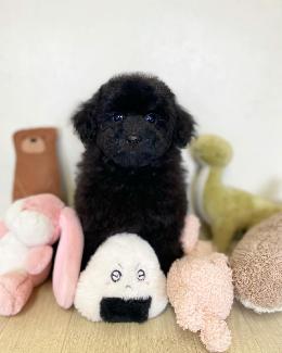 プードル、写真、ティーカップ