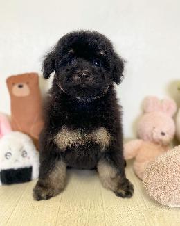 プードル、写真、ティーカップ