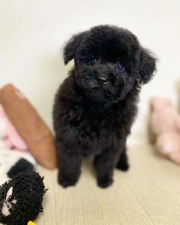 プードル、写真、ティーカップ