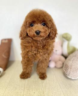 プードル、写真、ティーカップ