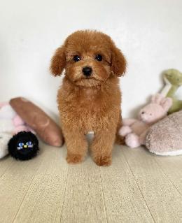 プードル、写真、ティーカップ