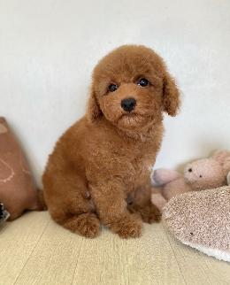 プードル、写真、ティーカップ