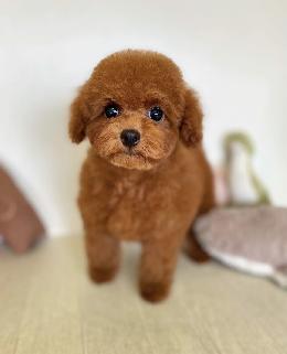 プードル、写真、ティーカップ