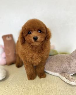 プードル、写真、ティーカップ