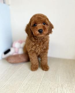 プードル、写真、ティーカップ