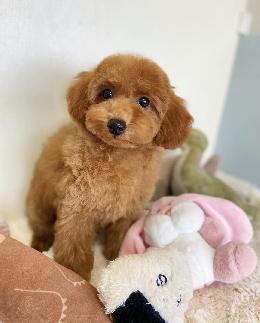 プードル、写真、ティーカップ