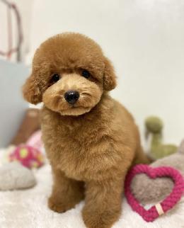 プードル、写真、ティーカップ