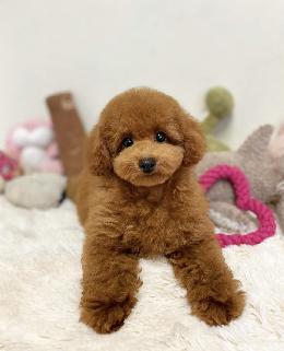 プードル、写真、ティーカップ