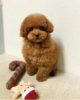 プードル、写真、ティーカップ