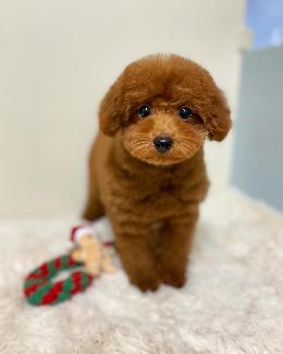 プードル、写真、ティーカップ