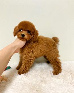 プードル、写真、ティーカップ